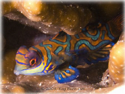 Mandarin Fish at Mabul Island, Borneo Malaysia. Taken wit... by Kay Burn Lim 
